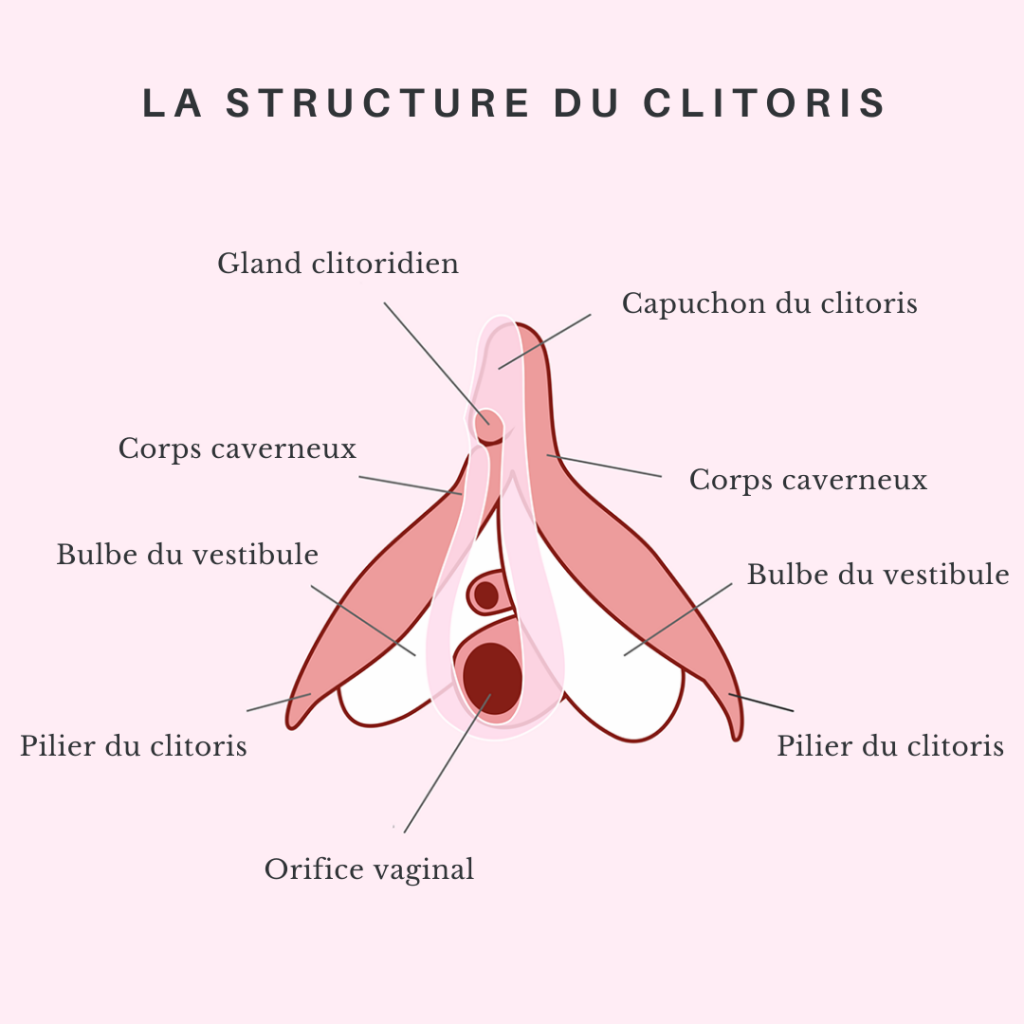anatomie du clitoris
stimulation par succion